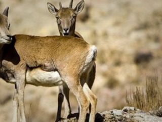 دو محیط‌بان در زنجان با گلوله جنگی کشته شدند