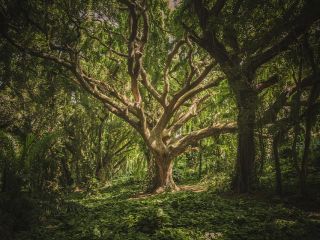 فال روز شنبه ۲۶ جون - ۵ تیر