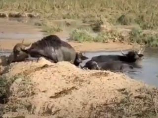 سرگردانی گاومیش های تشنه و گرمازده در برهوت خشکیده هورالعظیم خوزستان