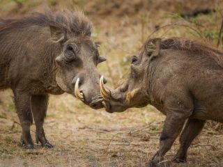 ورود گله گراز تشنه در گرمای ۵۱ درجه به شهر میناب به امید یافتن آب