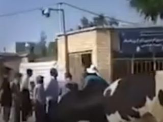 دامداران تکاب دام هایی خود را به فرمانداری این شهر بردند