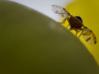 چگونه مگس‌ها و احتمالا انسان‌ها غذای خود را انتخاب می‌کنند؟