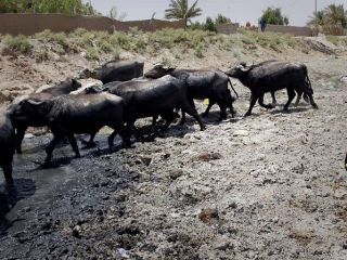 عراق تهدید کرد : اگر ایران جلوی ورود آب رودخانه ها را بگیرد شکایت می کنیم