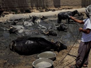 مرگ و زندگی در هور - تصاویر