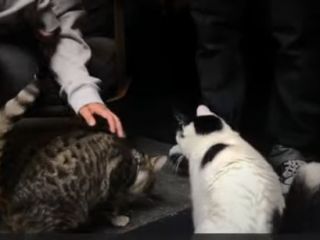 کافه ای مخصوص در لندن که در هر گوشه اش یک گربه پیدا می کنید