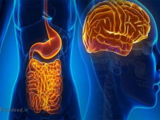 فرضیه جدید دانشمندان : مغز دوم انسان در روده است