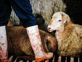 فاجعه ملی : دامداران دامهای مولد خود را می کشند