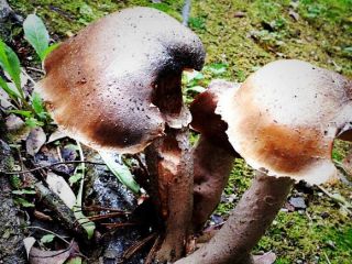 جان باختن پسربچه ۵ ساله افغان با خوردن قارچ سمی در جنگل‌های لهستان