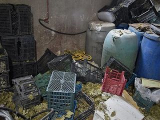 آب‌گیری انگور و تولید مشروبات الکلی در بازار میوه و تره‌بار تهران + ویدیو