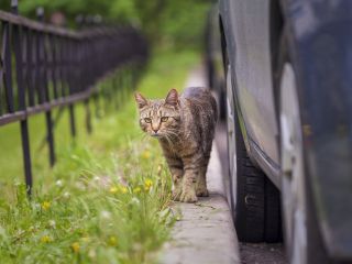 جریمه ۱۰ هزار پوندی تصادف با گربه‌ها در کمین راننده های انگلیسی