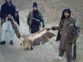 طالبان و شکار پرندگان نایاب افغانستان برای خوشگذرانی و تفریح