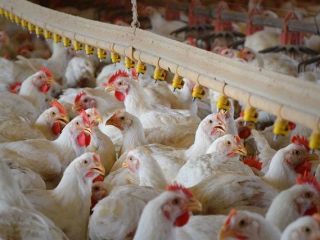 مرغ‌های «تریاکی» مردم را دچار رخوت می‌کنند