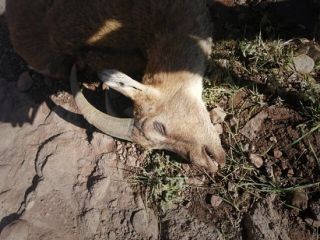 شیوع طاعون در استان البرز تأیید شد