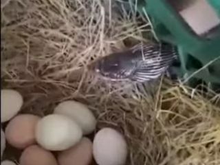 مال دزدی از گلو پایین نمیره