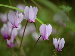 فال روز شنبه ۲۳ اکتبر - ۱ آبان