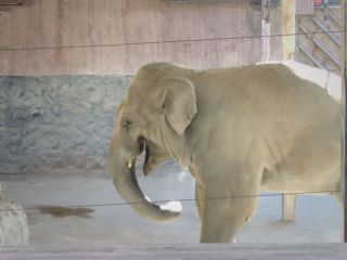 جنایت روزانه در باغ‌وحش تهران