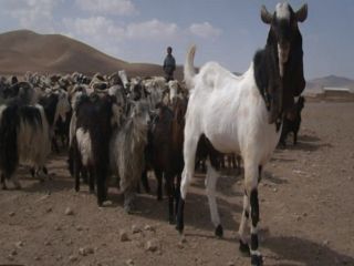 پرورش نژاد جدید بز بنام ارژنکی در ایران که از الاغ بزرگ تر است