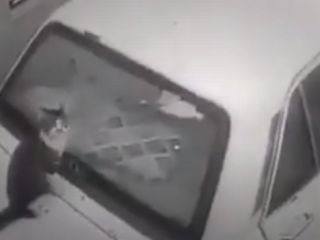 عاقبت خصومت شخصی گربه با صاحب پیکان