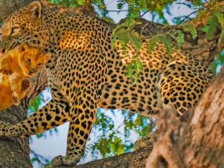 لحظه‌ای نادر که پلنگ بچه شیر را ربود