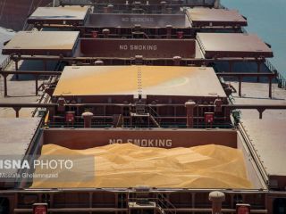 هزاران تن ذرت و جو وارداتی با ارز ۴۲۰۰ تومانی در گمرک طعمه حشرات شد