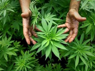 قانونی شدن حشیش در آلمان؛ ۷/ ۴میلیارد یورو عایدی برای دولت