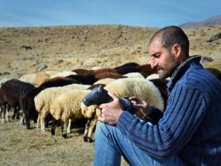 استخدام چوپان ایرانی در ارمنستان/ ماهی ۴۰۰ دلار، عربی بدانی ۵۰۰