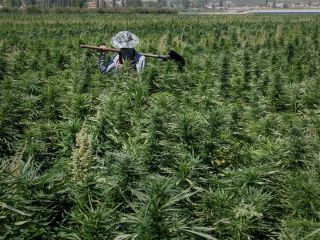 تجارت حشیش در دشت بقاع زیر چتر حزب‌الله لبنان