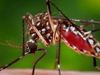 پشه‌ خطرناک «آئدس»  در بندرعباس دیده شده است