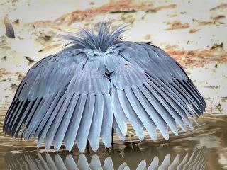 ترفند جالب حواصیل سیاه برای شکار