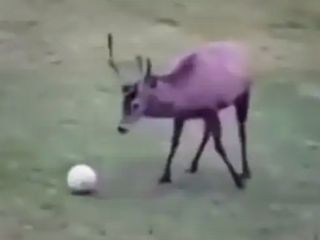 وقتی گوزن گل می‌زند!