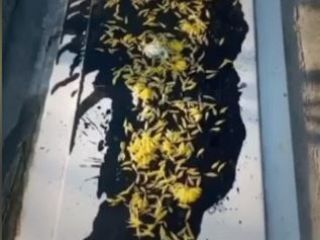 پاشیدن قیر بر سنگ مزار روح‌الله زم