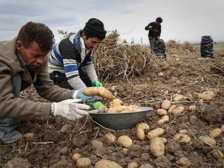 محصولات صادراتی باز هم برگشت خورد؛ این بار ترکمنستان سیب‌زمینی ایران را نخواست