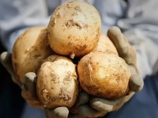 یکی از دلایل برگشت خوردن محصولات کشاورزی ایران