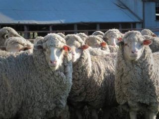 قیمت یک کیلو گوشت گوسفند در ایران از ۱۷۰ هزار تومان گذشت