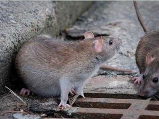 ماجرای درخت موش ها در خیابان طالقانی تهران چیست؟