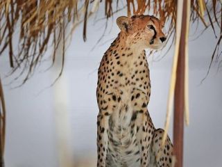 سازمان محیط زیست ایران: در کشور فقط ۱۲ قلاده یوزپلنگ داریم