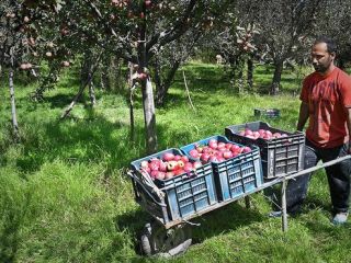 درخواست باغداران کشمیری از دولت هند برای قطع واردات سیب از ایران