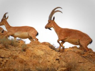 حکم اعدام برای محیط بان کرمانشاهی؛«پاسخ انجام وظیفه محیط‌بان اعدام نیست»