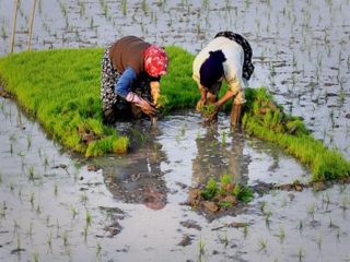 قراردادی ۳ میلیارد دلاری  رئیسی با قرارگاه خاتم الانبیاء برای خودکفایی در برنج