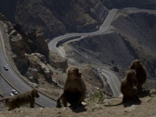 بابون‌ها در عربستان با تشکیل باند به شهروندان حمله می‌کنند - ویدیو