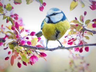 تغییرات آب و هوایی ؛در بریتانیا پائیز دیرتر شروع میشود و بهار یک ماه زودتر