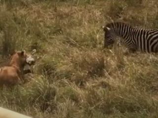 ویدیویی از شجاعت بی نظیر یک گورخر در نجات همنوعش از دهان شیر ماده