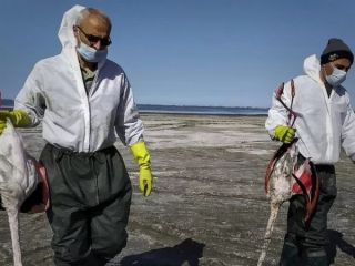 «شکارچیان غیرمجاز حدود ده روز جزیره آشوراده مازندران را به رگبار بستند.»
