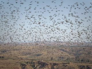 به زودی ملخ ها به ایران حمله خواهند کرد