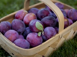 خوردن آلو، از تحلیل استخوان جلوگیری می‌کند