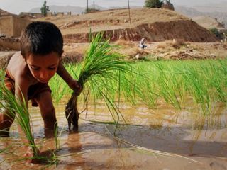 «اجاره هزاران هکتار» برای کشت برنج در خوزستان به غیربومی ها