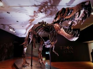 فسیل دایناسور ۶ تُنی که گرانترین فسیل جهان است، از خلیج فارس سر درآورد