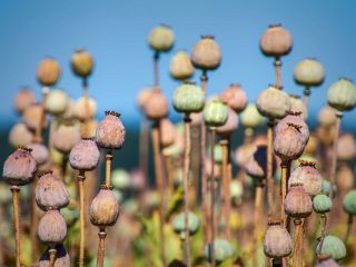 رهبر گروه طالبان کشت انواع مواد مخدر در افغانستان را ممنوع اعلام کرد