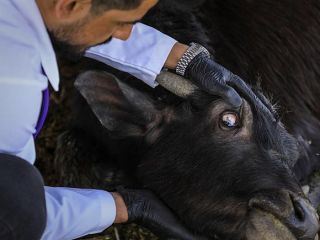 کاهش گاومیش‌های خوزستان و راهکار دامپزشک عراقی