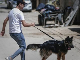 دغدغه جدید نمایندگان مجلس: ممنوعیت گرداندن حیوانات «نجس‌العین» در شهر